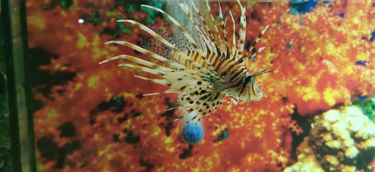 ウェバ Dolphin House Bed & Breakfast エクステリア 写真