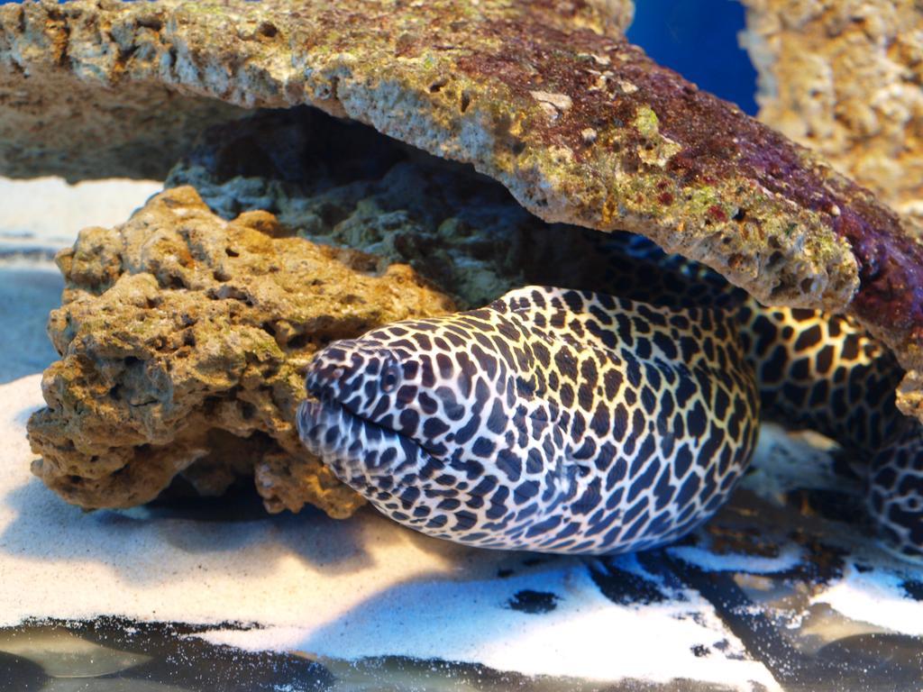 ウェバ Dolphin House Bed & Breakfast エクステリア 写真